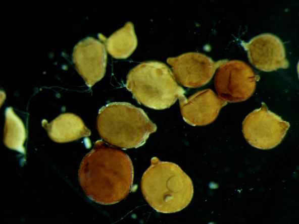 ���ߵ����˿��ֽ�