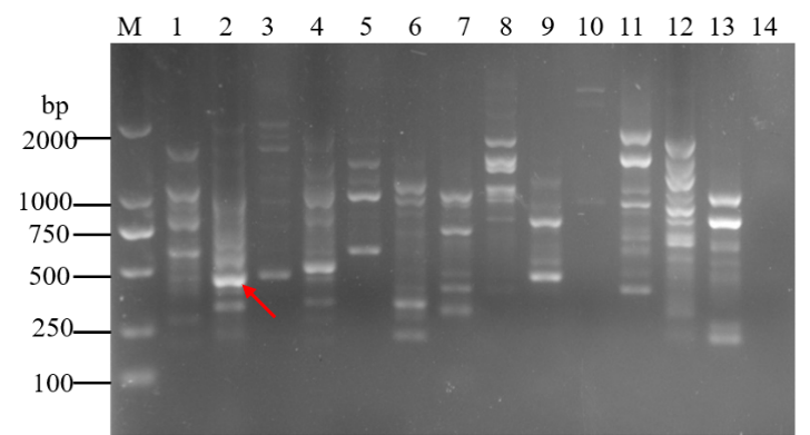 ���ߵ����˿��ֽ�