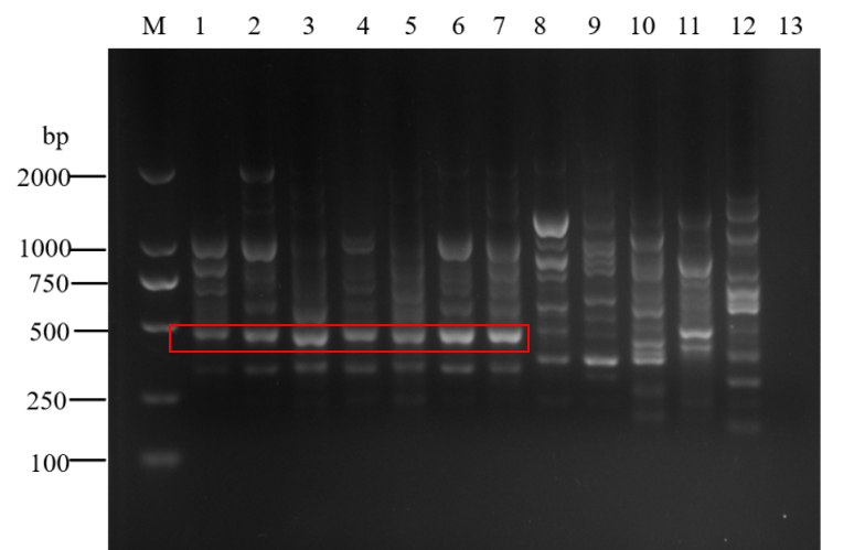 ���ߵ����˿��ֽ�