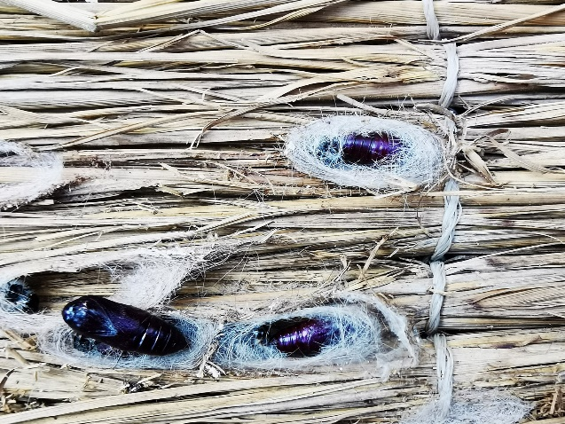 ���ߵ����˿��ֽ�