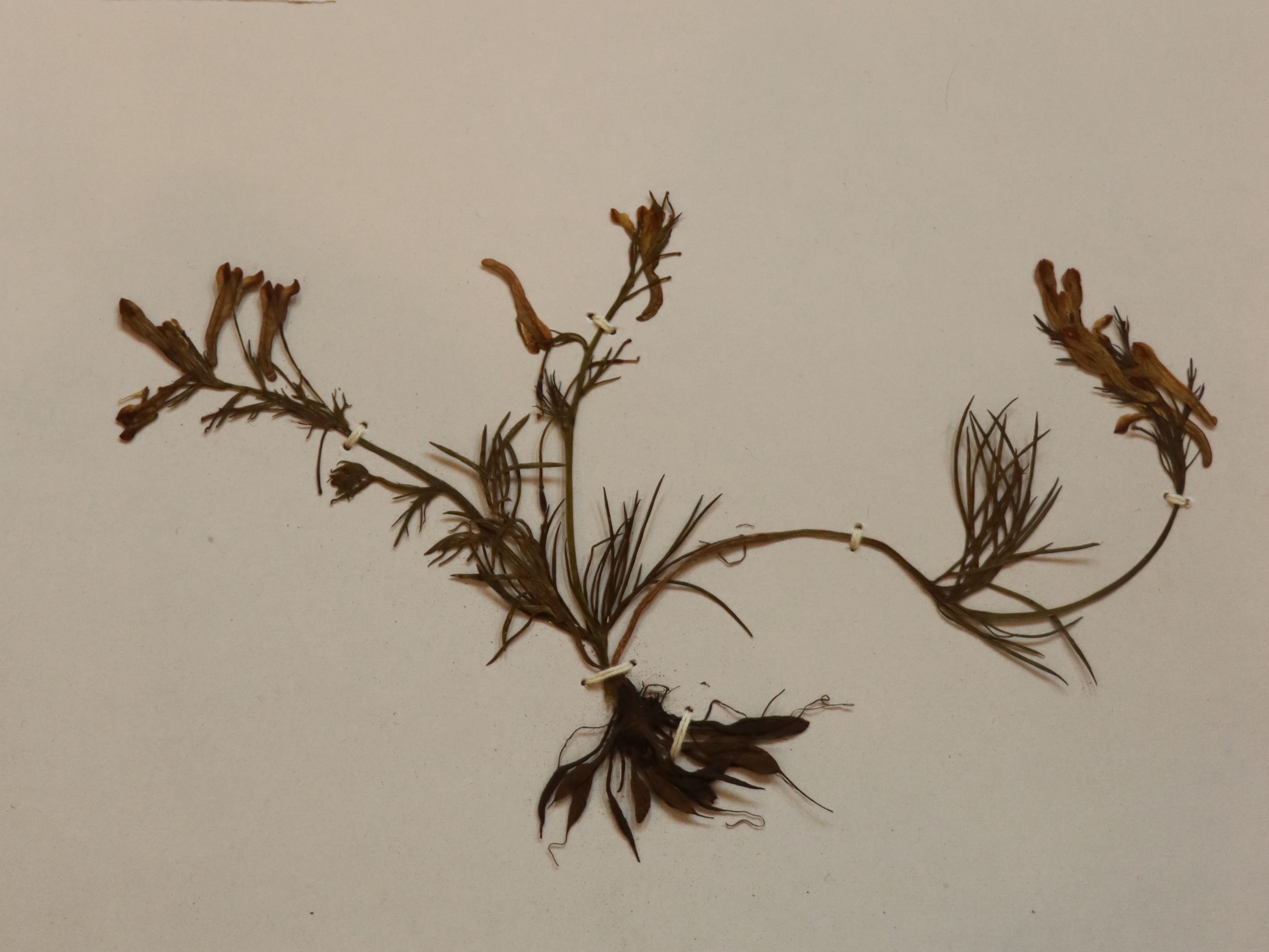 在线德州扑克现金