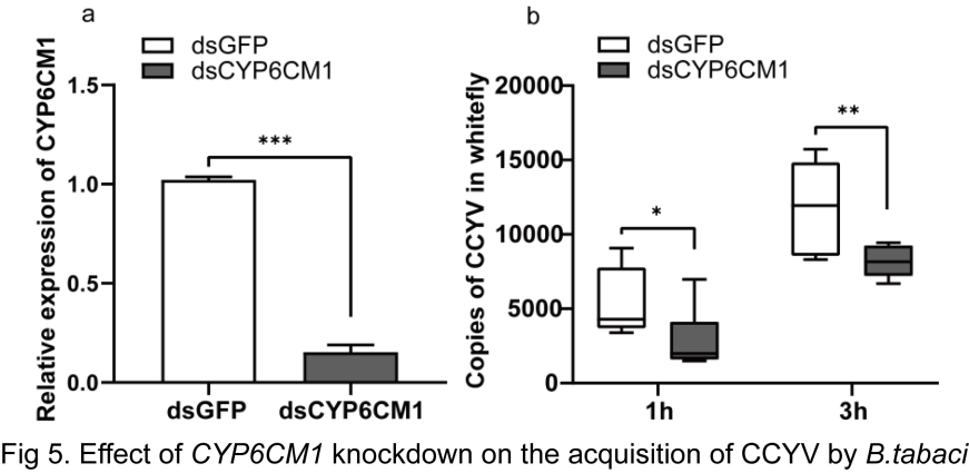 ���ߵ����˿��ֽ�