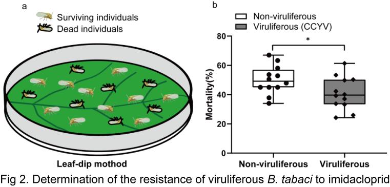 ���ߵ����˿��ֽ�