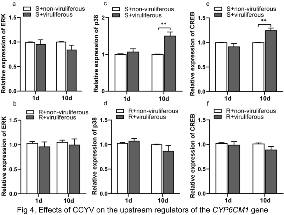 ���ߵ����˿��ֽ�