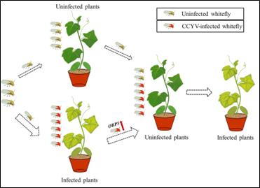 ���ߵ����˿��ֽ�