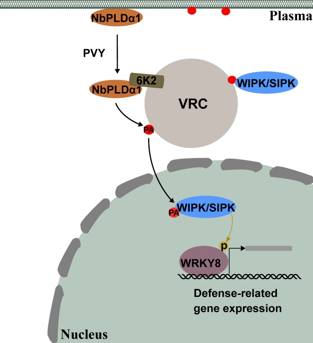 ���ߵ����˿��ֽ�