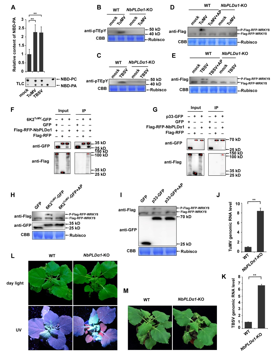 ���ߵ����˿��ֽ�