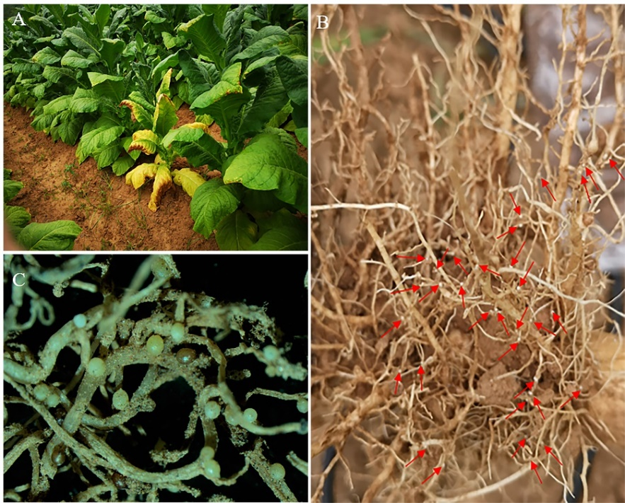 ���ߵ����˿��ֽ�