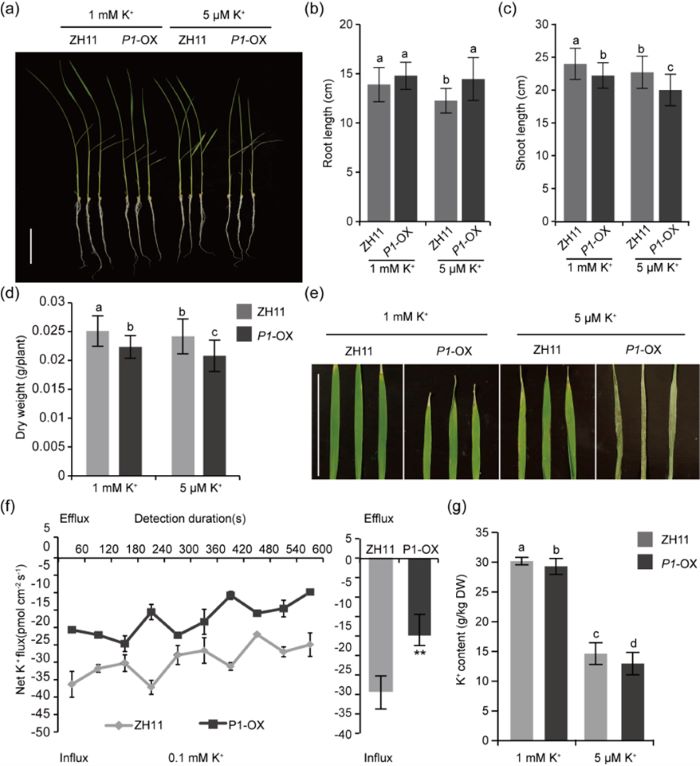 在线德州扑克现金