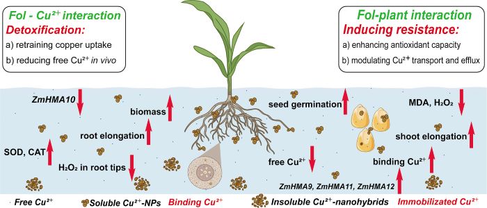 ���ߵ����˿��ֽ�