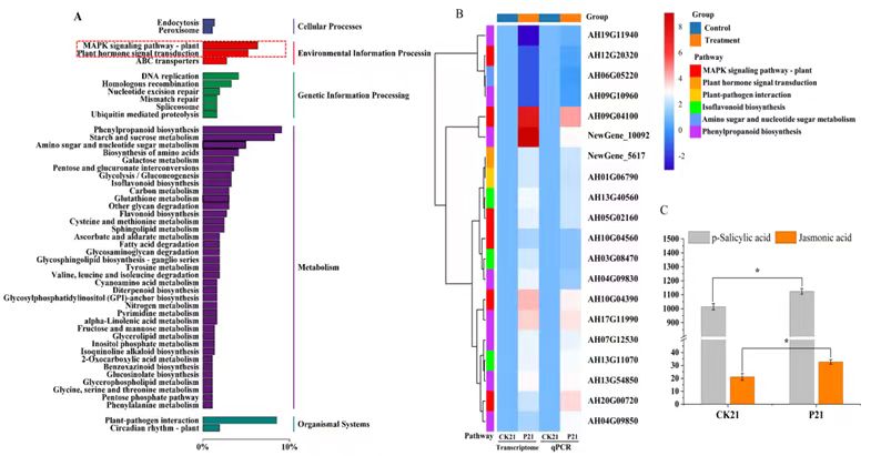 ���ߵ����˿��ֽ�