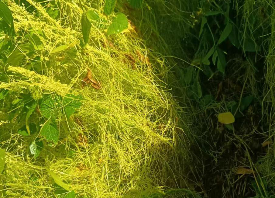 ���ߵ����˿��ֽ�