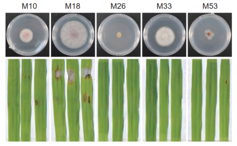 ���ߵ����˿��ֽ�