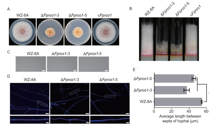 ���ߵ����˿��ֽ�