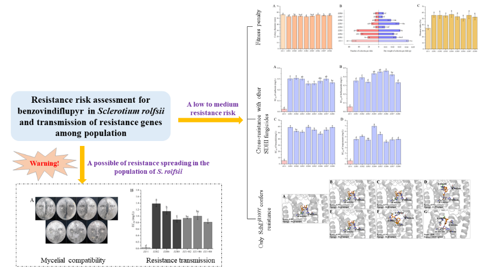 ���ߵ����˿��ֽ�