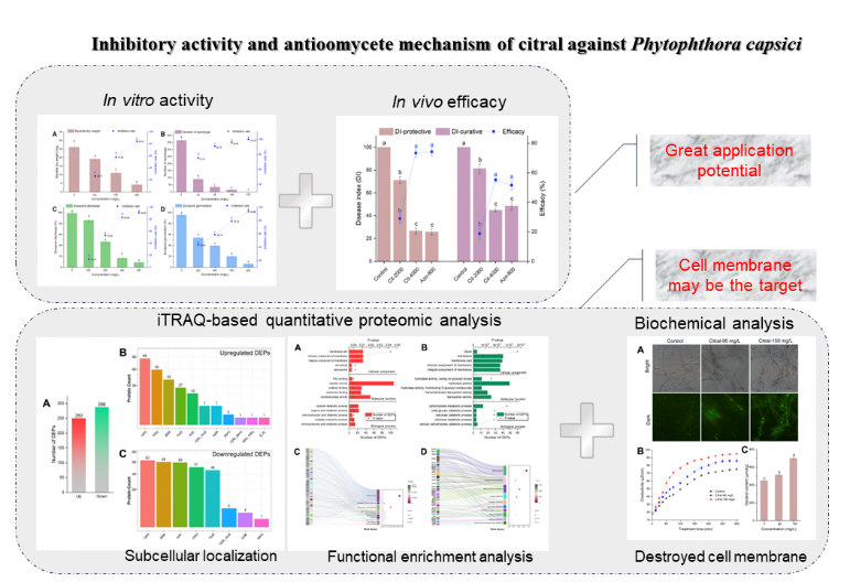 ���ߵ����˿��ֽ�