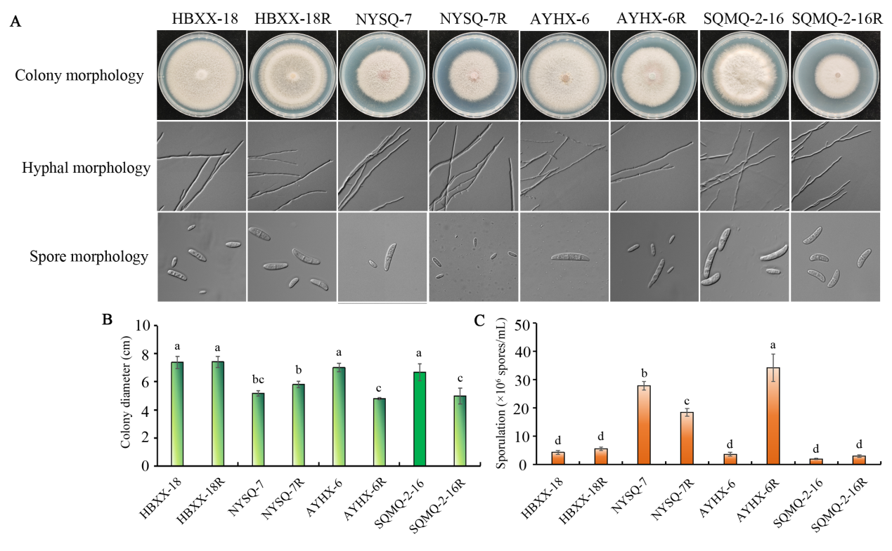 ���ߵ����˿��ֽ�