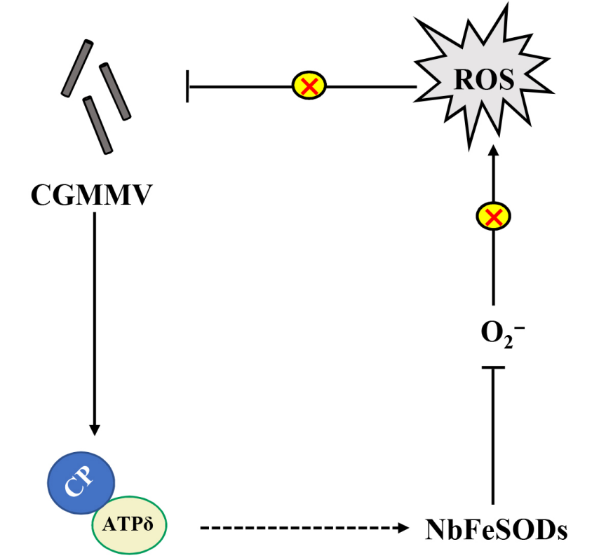 ���ߵ����˿��ֽ�