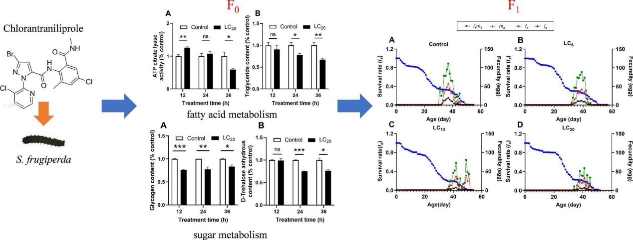 ���ߵ����˿��ֽ�