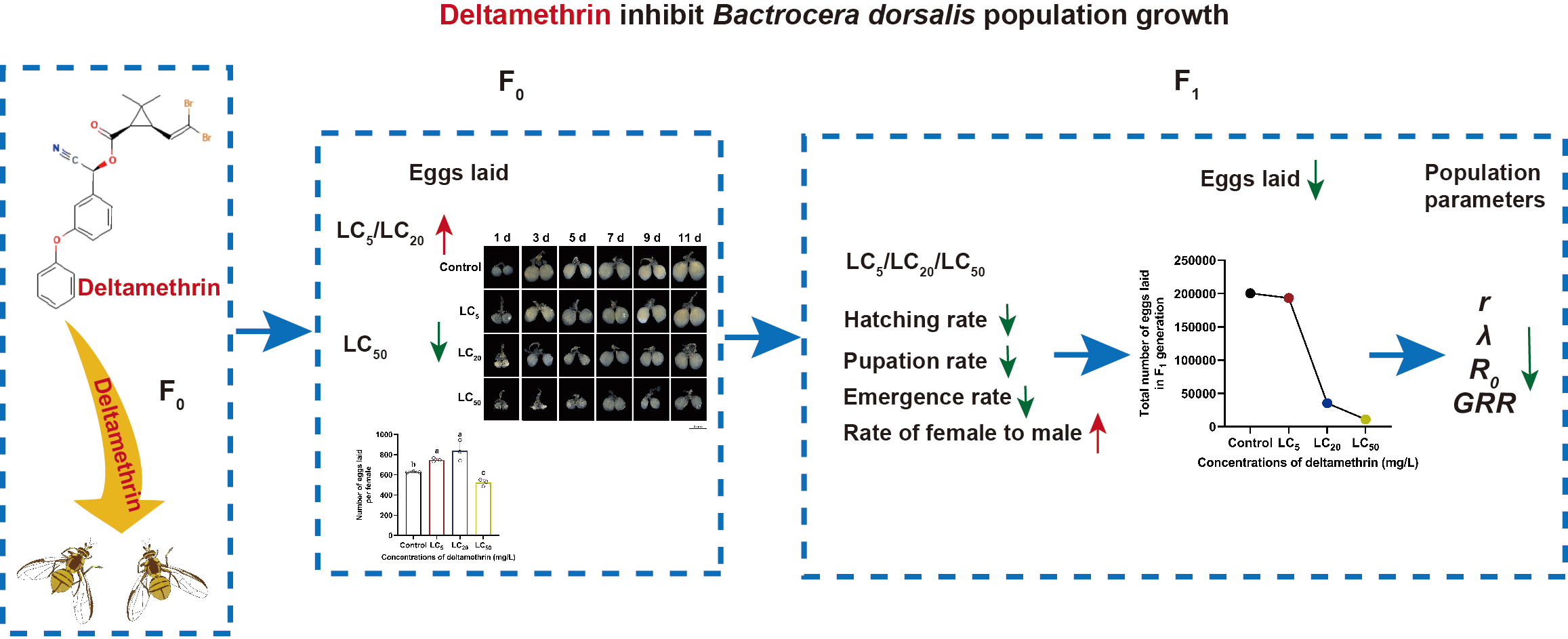 ���ߵ����˿��ֽ�