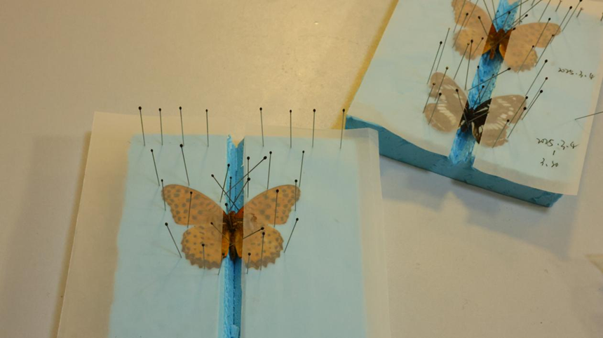 ���ߵ����˿��ֽ�