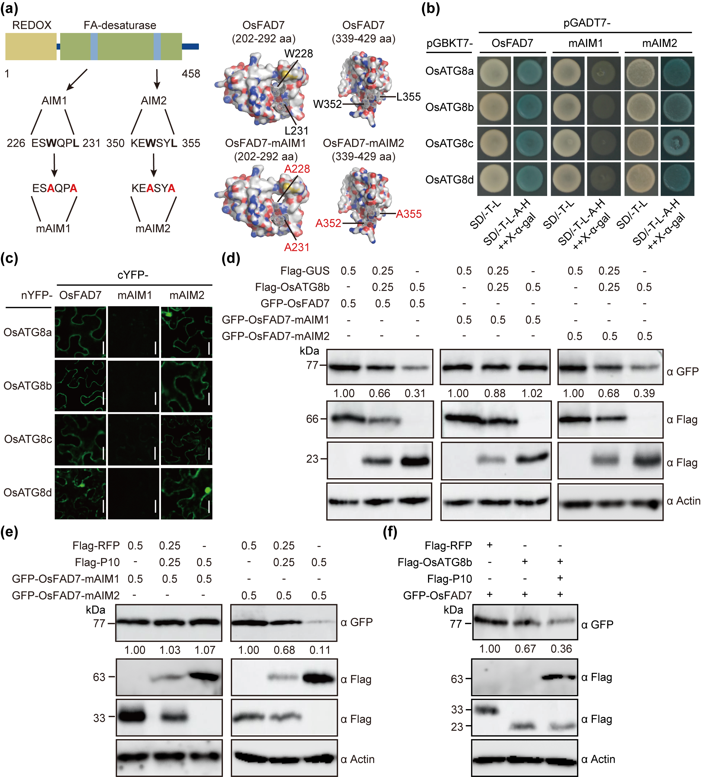 ���ߵ����˿��ֽ�