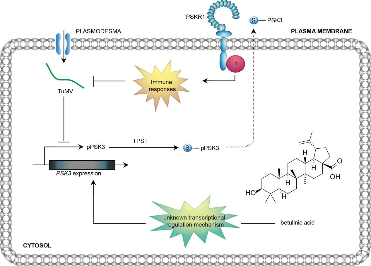 ���ߵ����˿��ֽ�