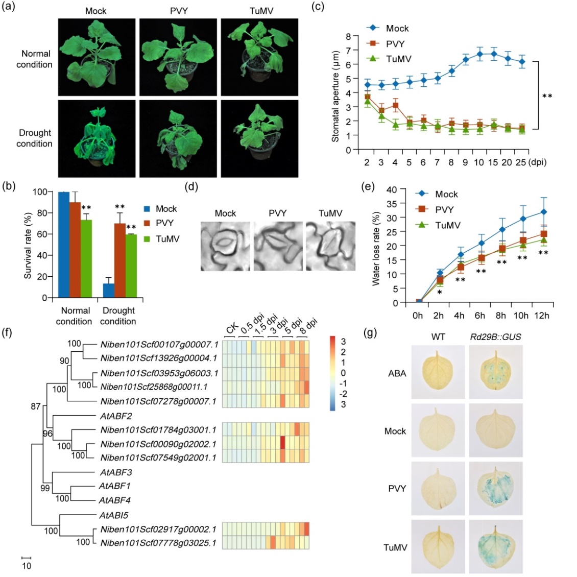 ���ߵ����˿��ֽ�