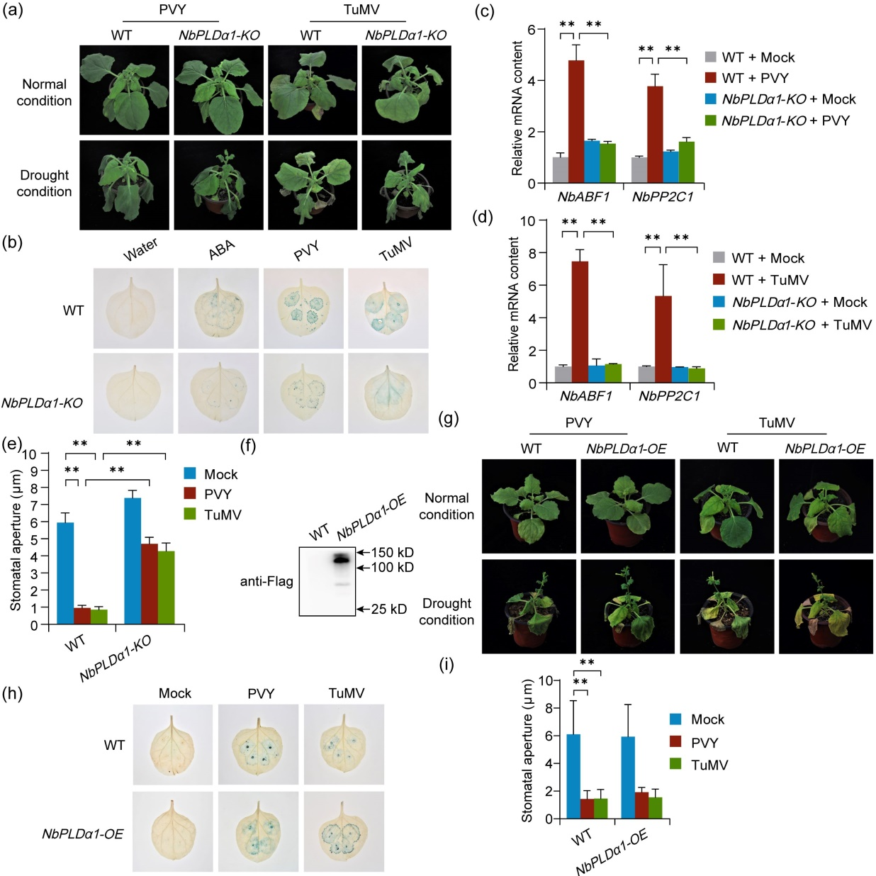 ���ߵ����˿��ֽ�