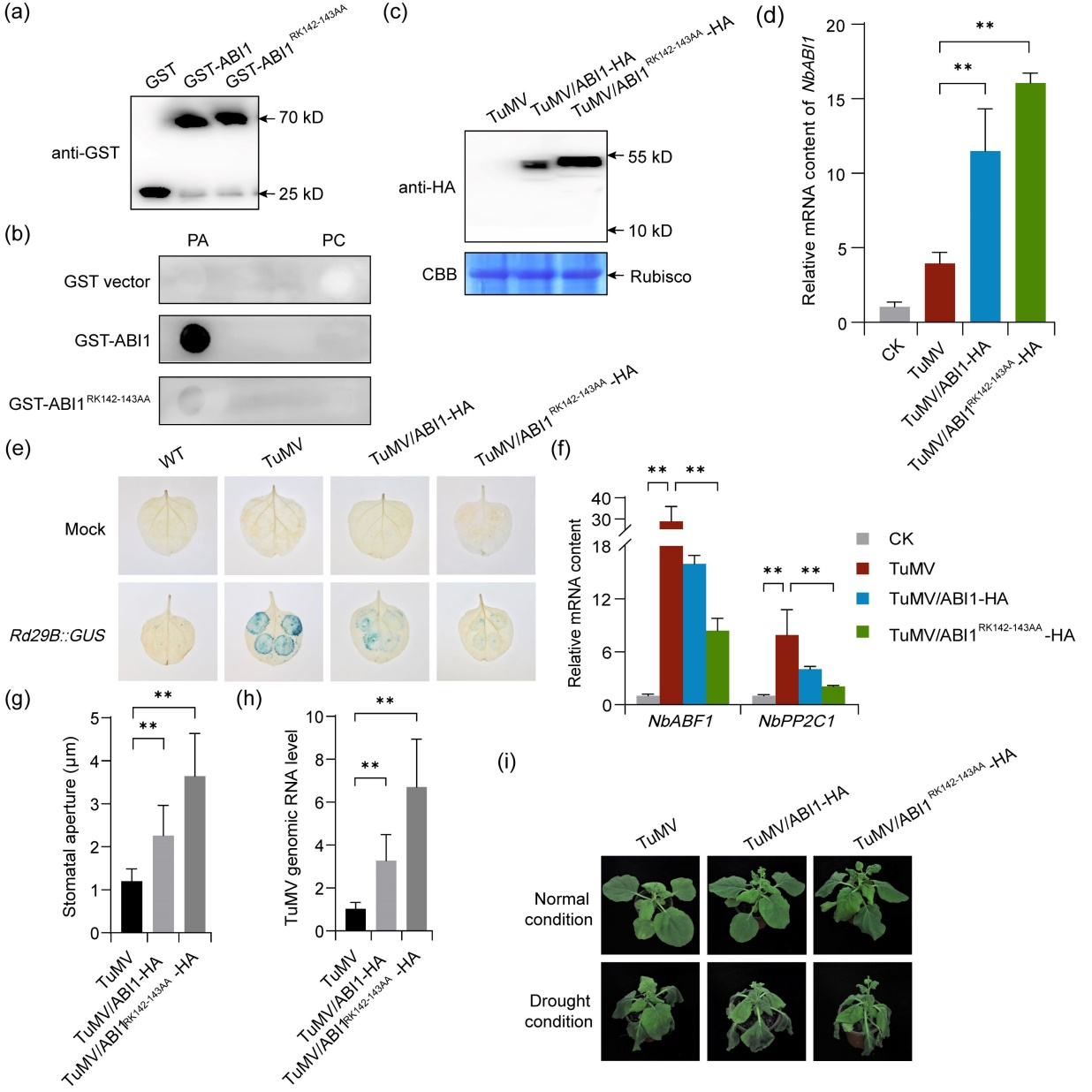 ���ߵ����˿��ֽ�