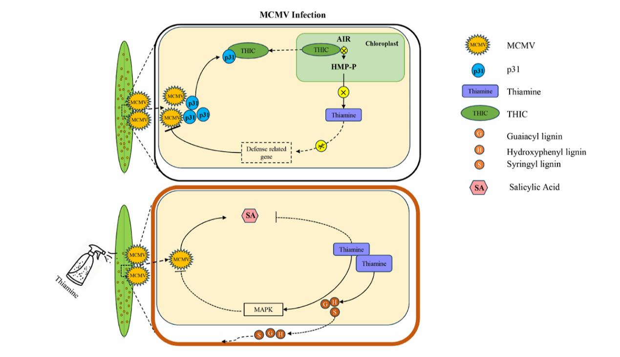 ���ߵ����˿��ֽ�