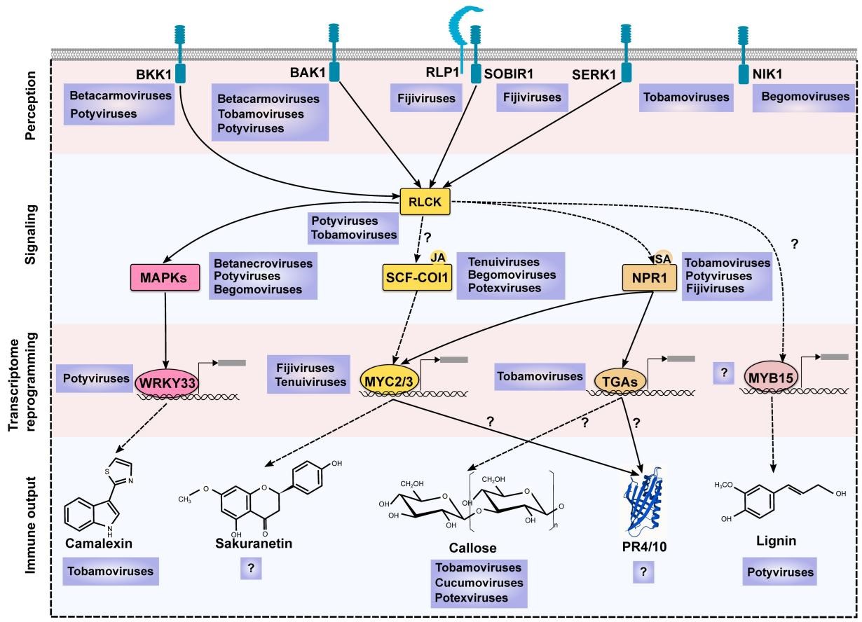 ���ߵ����˿��ֽ�