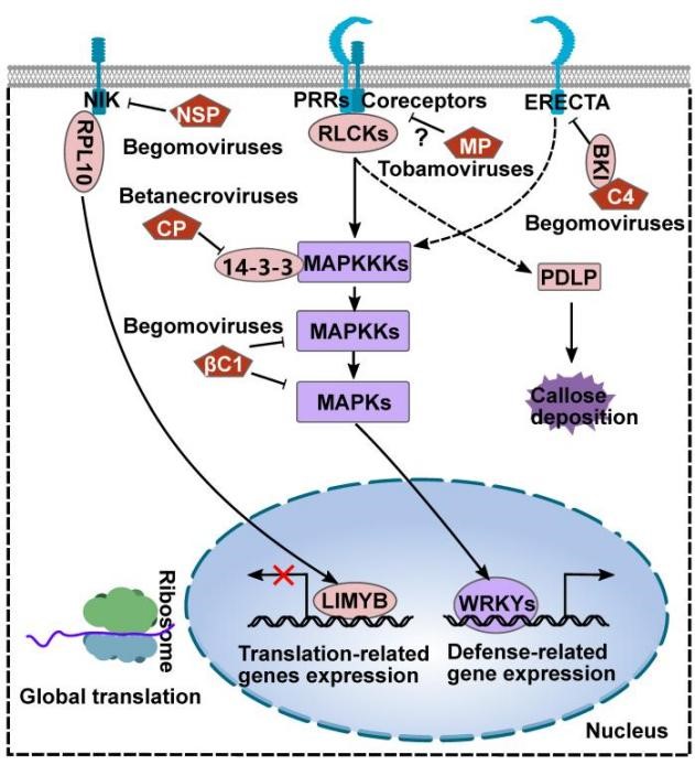 ���ߵ����˿��ֽ�