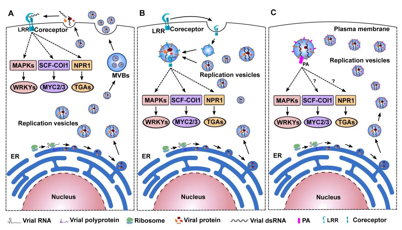 ���ߵ����˿��ֽ�