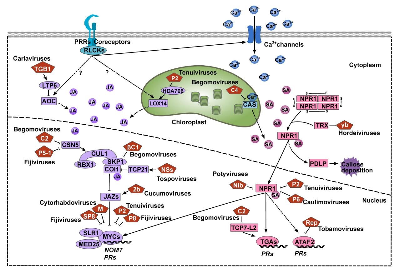 ���ߵ����˿��ֽ�