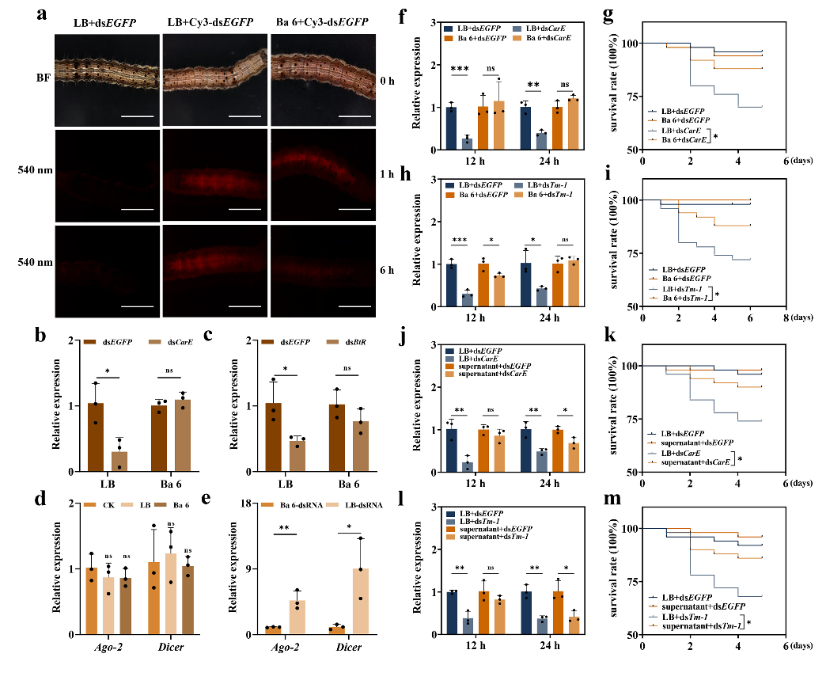 ���ߵ����˿��ֽ�