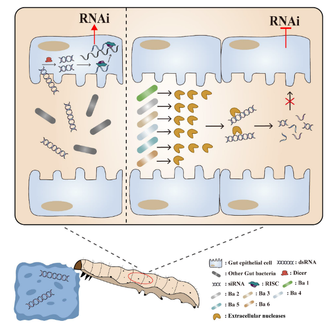 ���ߵ����˿��ֽ�