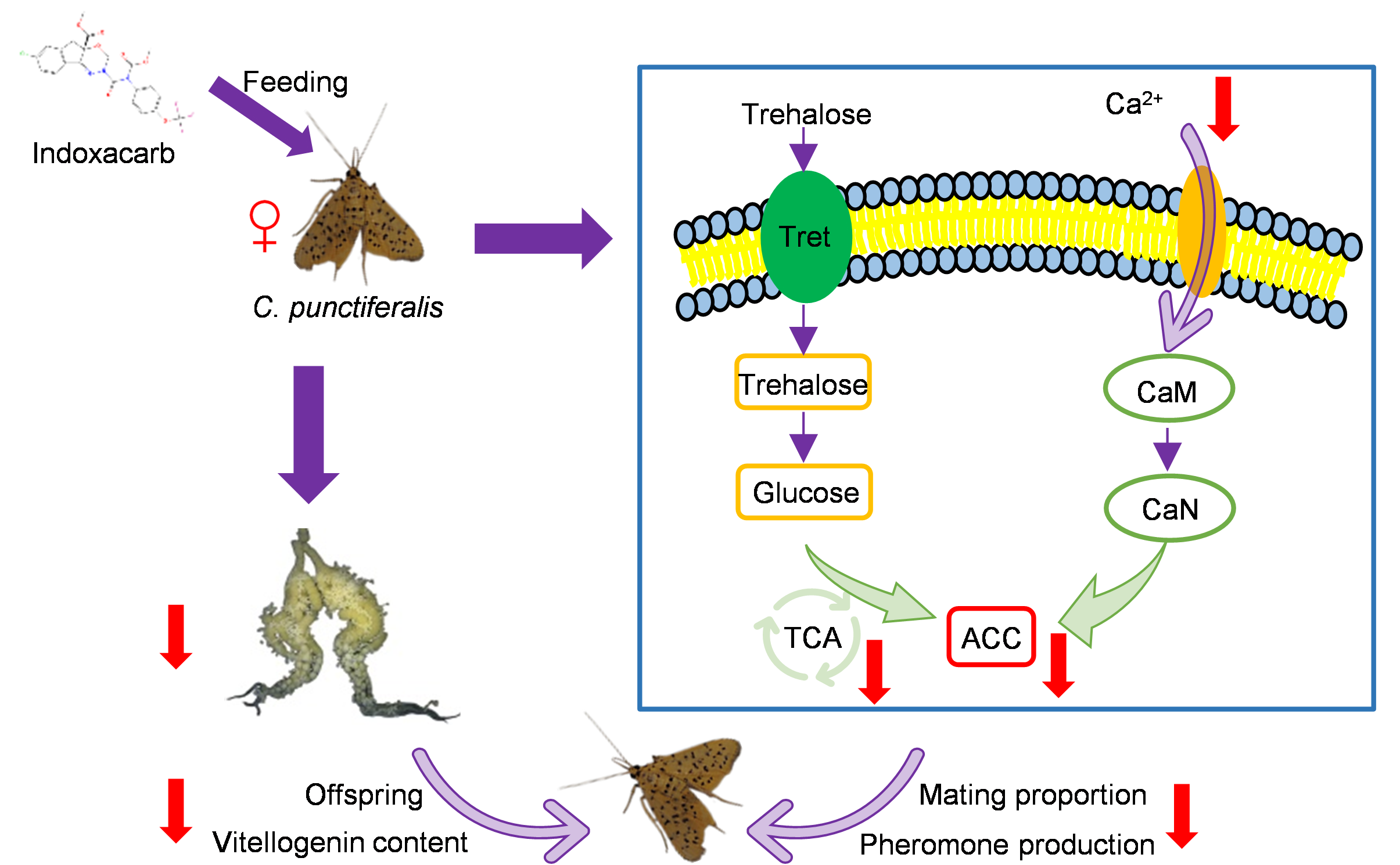 ���ߵ����˿��ֽ�