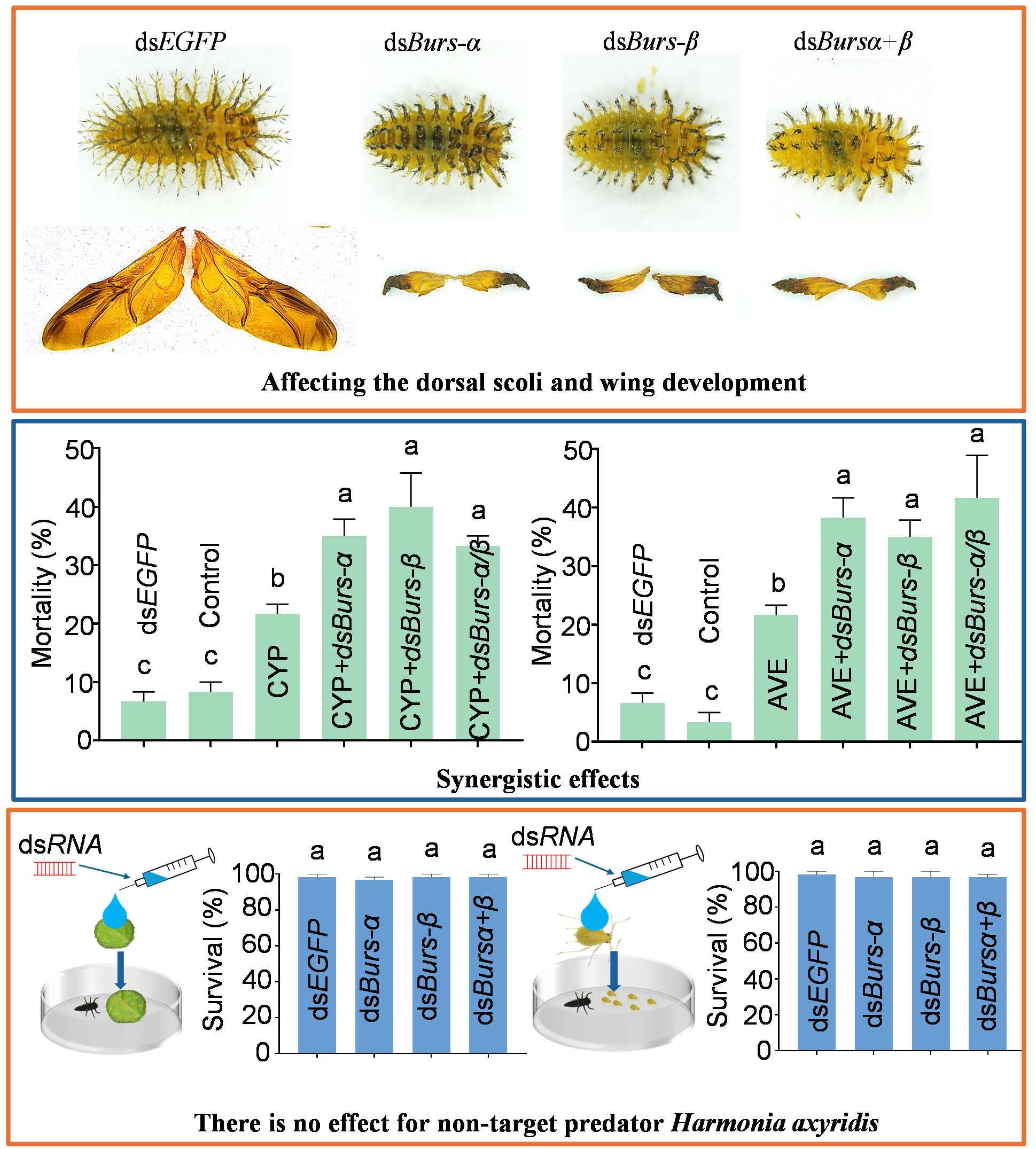 ���ߵ����˿��ֽ�