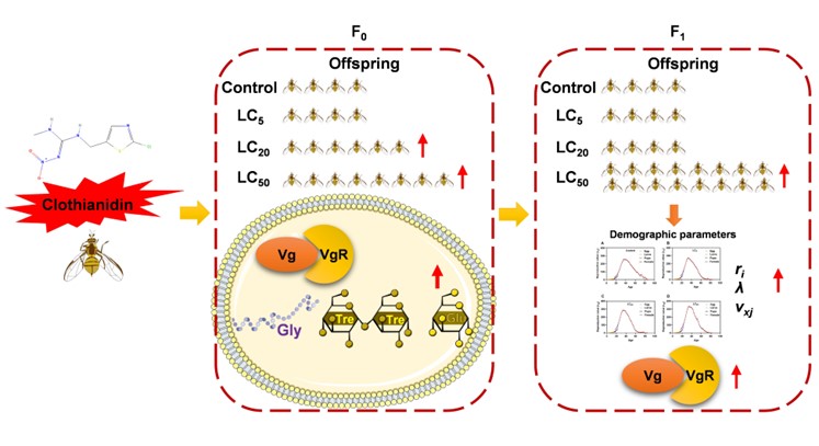 ���ߵ����˿��ֽ�