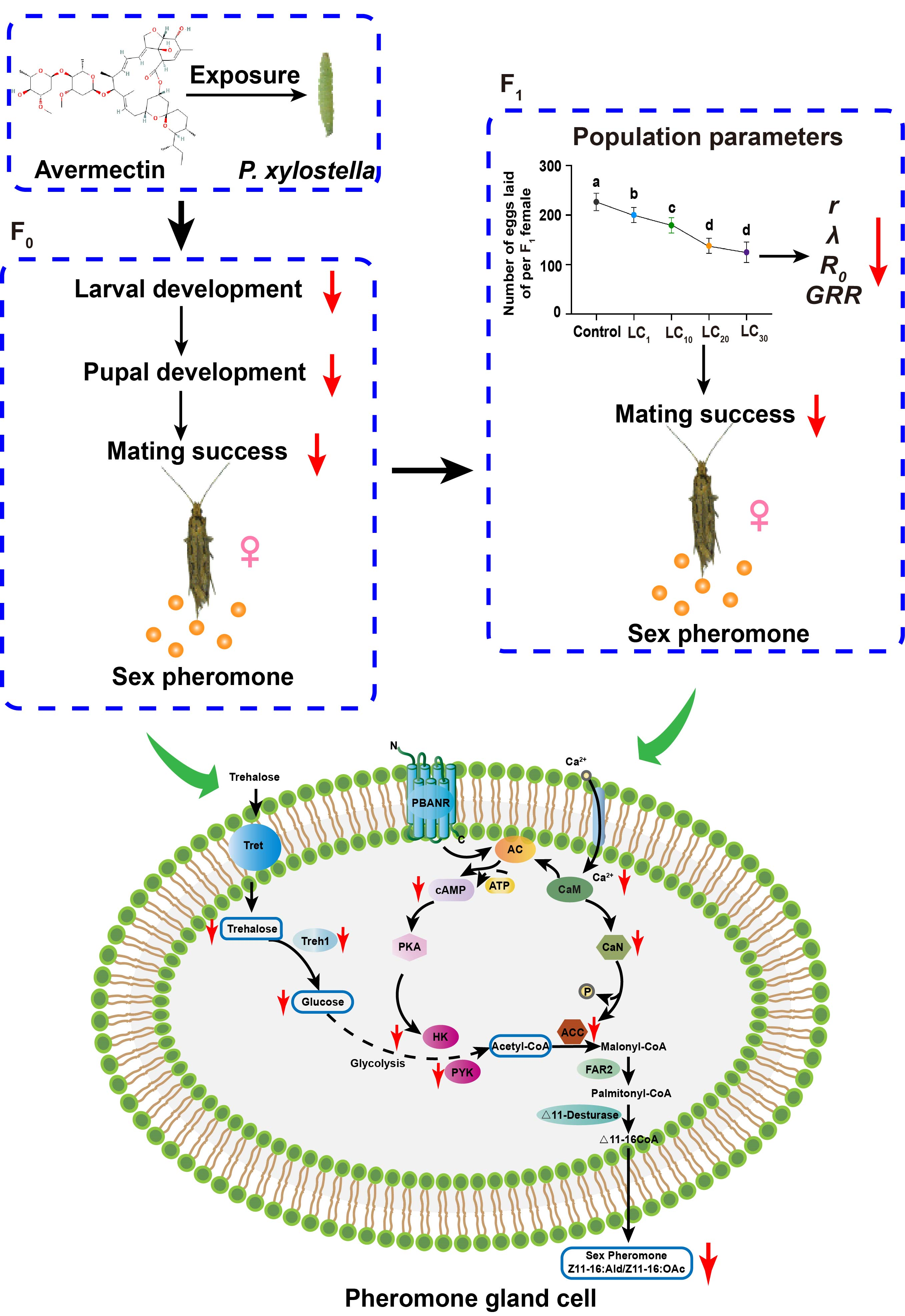 ���ߵ����˿��ֽ�