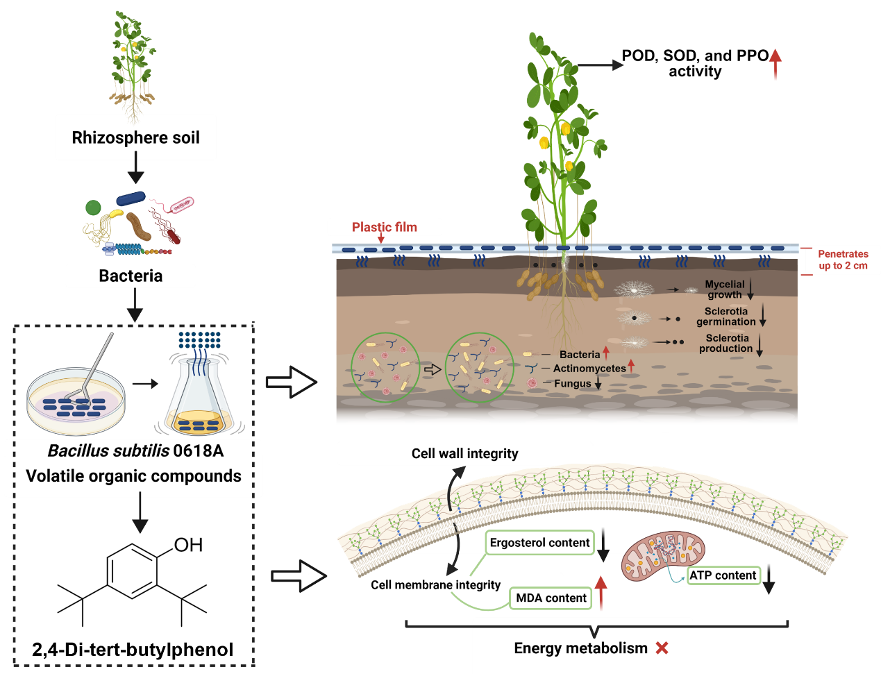 ���ߵ����˿��ֽ�