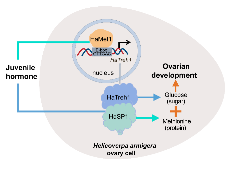 ���ߵ����˿��ֽ�