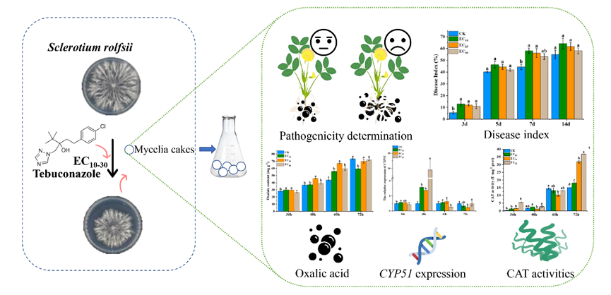 ���ߵ����˿��ֽ�