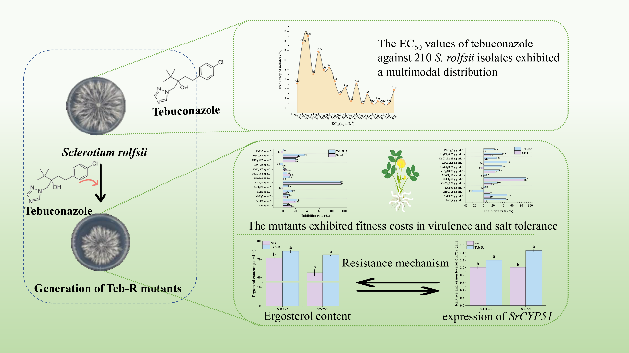 ���ߵ����˿��ֽ�