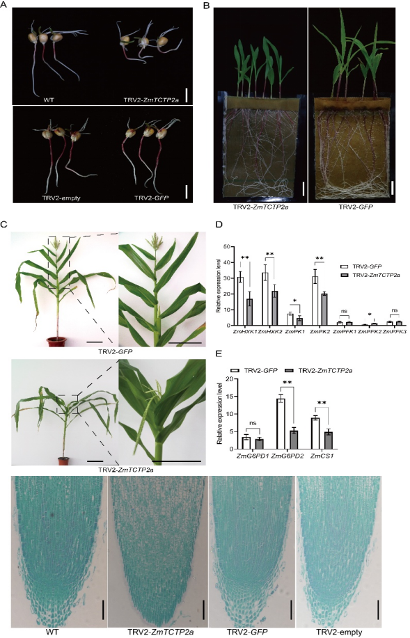 ���ߵ����˿��ֽ�