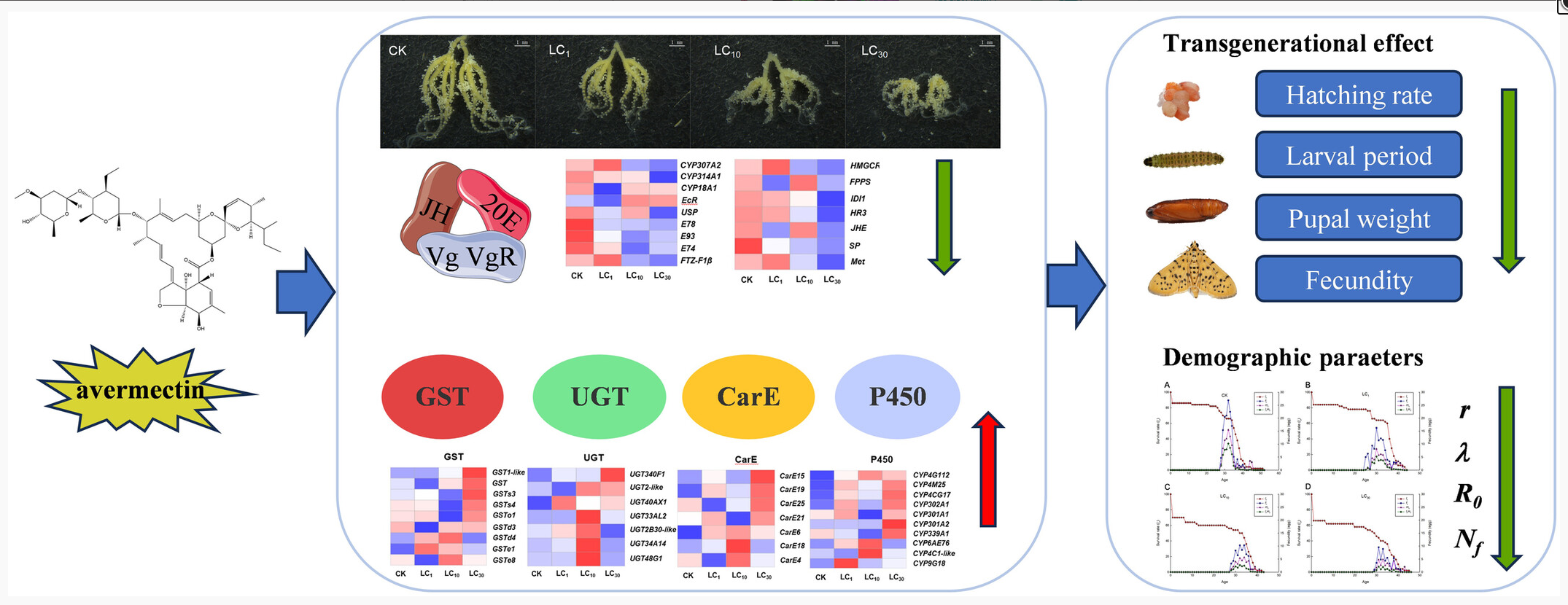 ���ߵ����˿��ֽ�