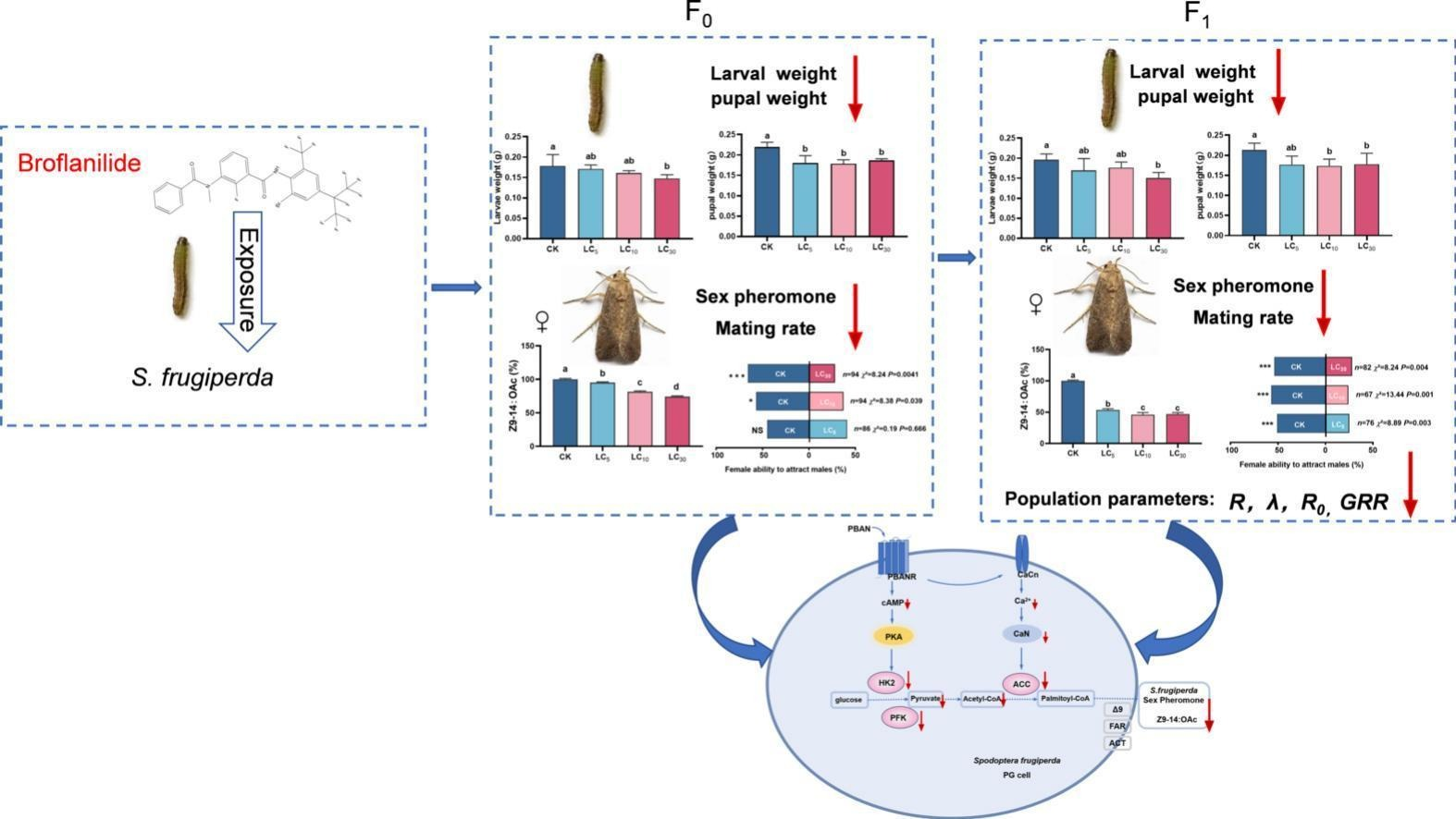 ���ߵ����˿��ֽ�