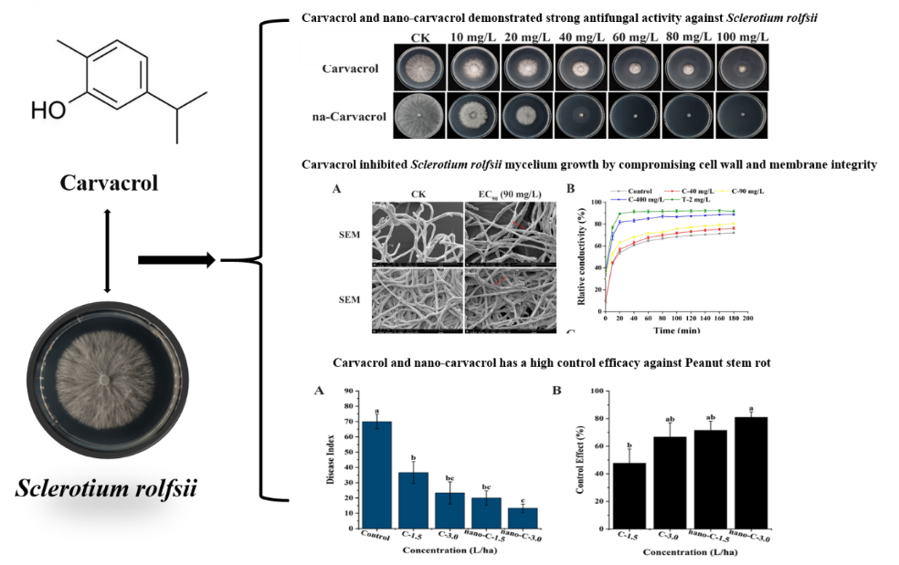 ���ߵ����˿��ֽ�