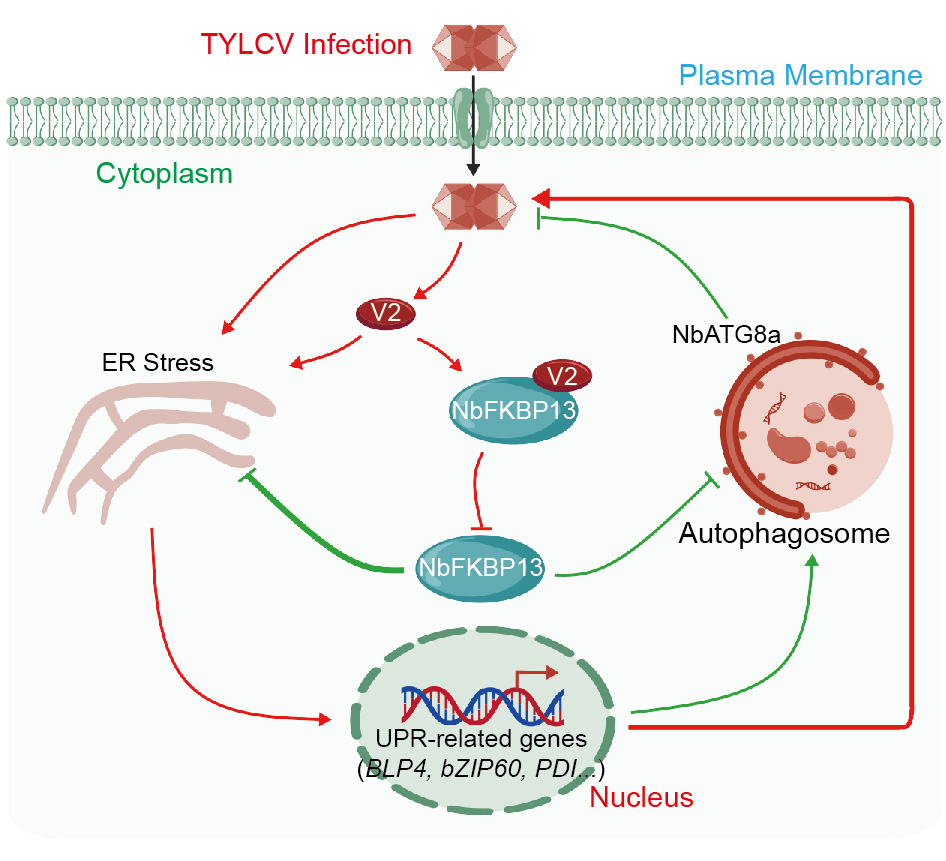 ���ߵ����˿��ֽ�